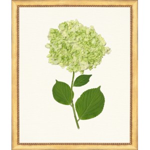 TLC- HYDRANGEA 13  20 X 24